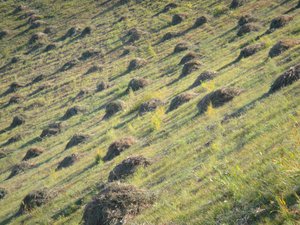 more haystacks