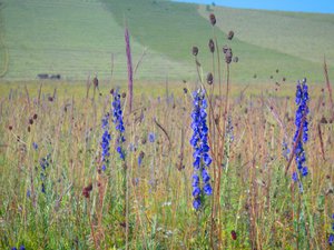 wild flowers in Inner Mongolia