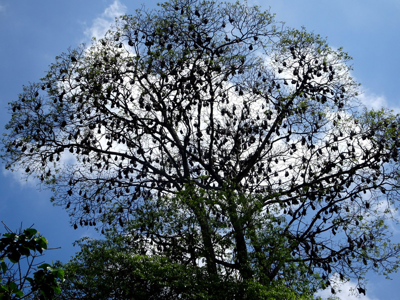 Thousands of bats around Kandy