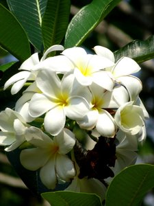 fleurs de  frangipanier