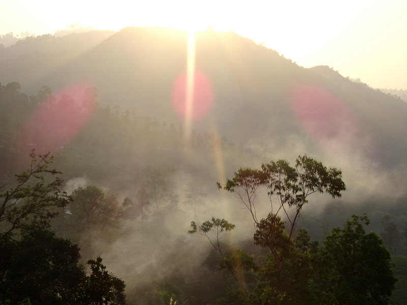 sunset over the tea terraces and forest
