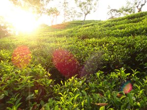 tea plantations of Ella at 7pm