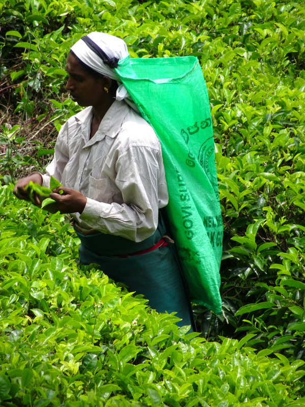 tough work to pick up tea in Sri Lanka
