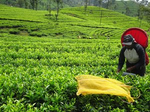 tea picker outside Haputale