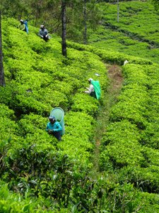 tea pickers at Haputale