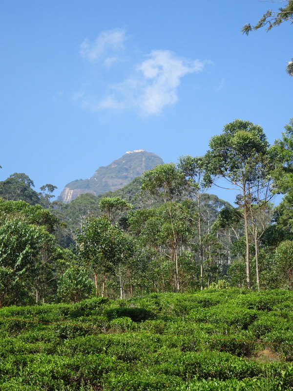 tea fields at the foot of Sri Pada