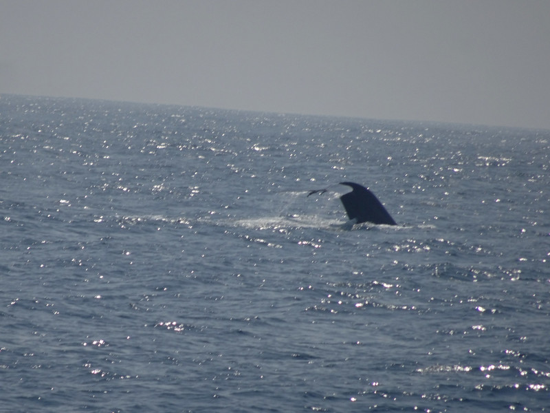 we followed a whale for quite a while