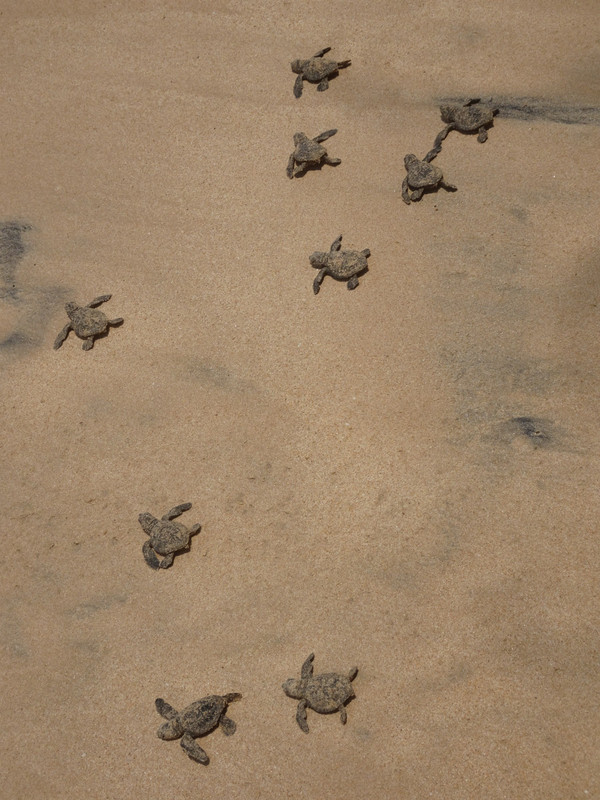 baby turtles just hatched