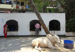 des vaches dans les écuries juste à coté d'un temple. 