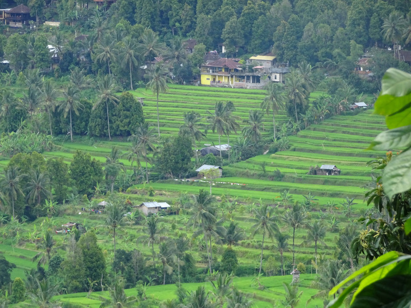 driving in the Munduk area