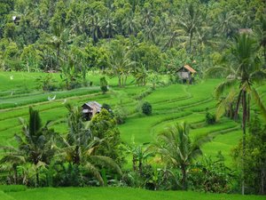 Bali is so green!
