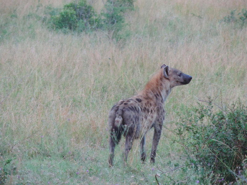 Hyena on the lookout