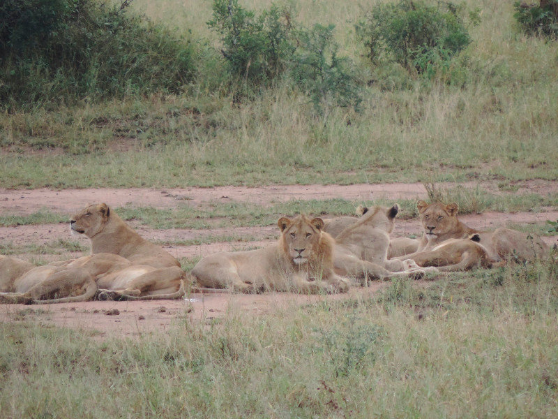 we saw 13 lions at the same time!