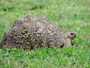 tortoise in our camp