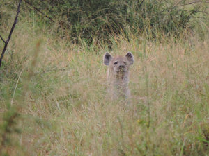 hyena pup