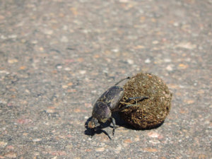 Dung beatle