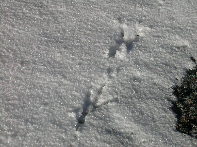bird tracks were as high as Stella Point...only 200 m from the summit.