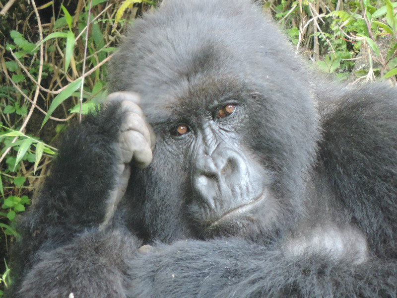 the gorilla Thinker