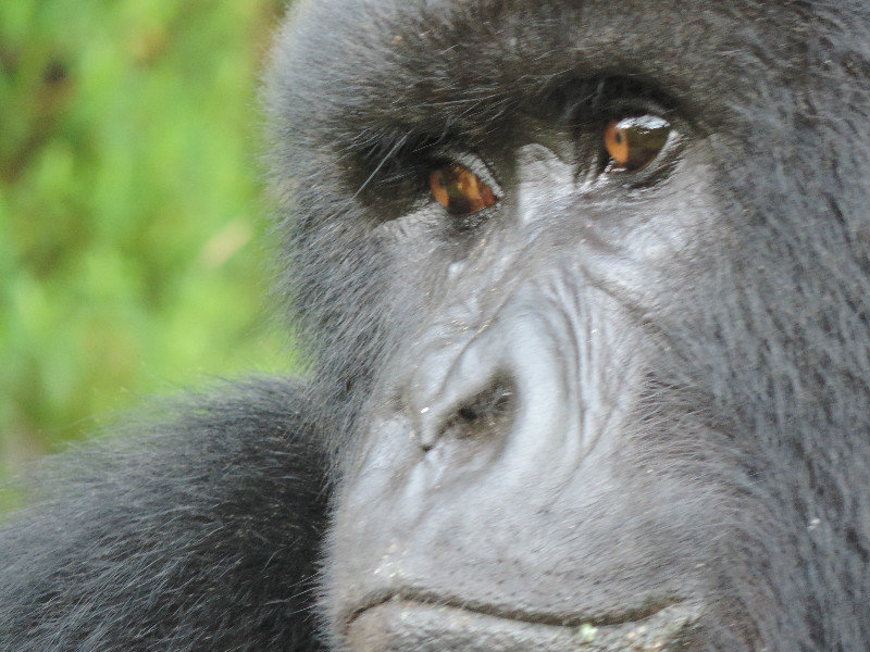 nose prints are unique in gorillas - like fingerprints