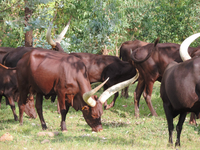 Royal Cattle at the Royal Palace near Huye