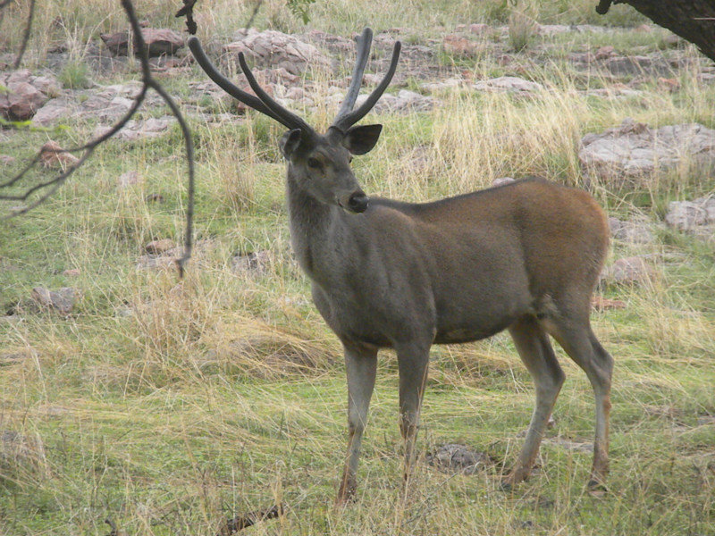 A young males Somba deer