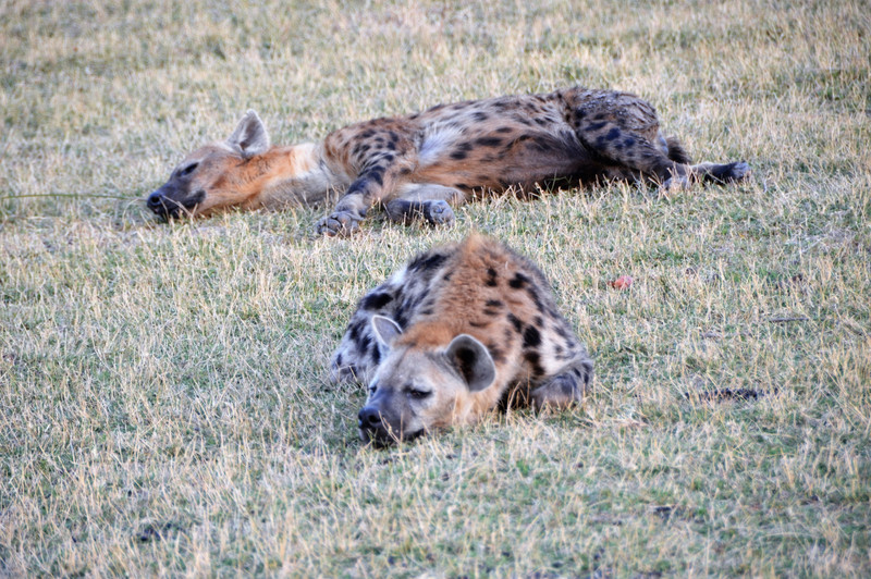 Hyenas resting after a meal