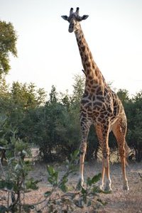 A nearby giraffe