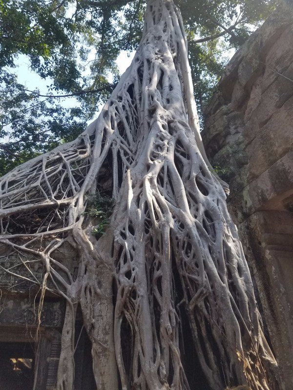 Tomb Raider Tree
