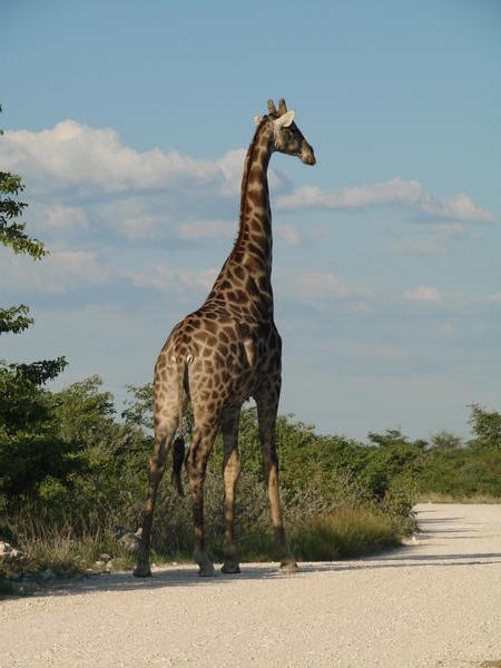 Die Giraffen nutzen auch die oeffentlichen Verkehrswege...