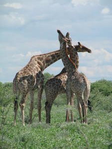 Der Kampf der Giraffen