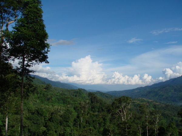 Blick ueber den Dschungel Sumatras
