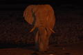 Elephant by night