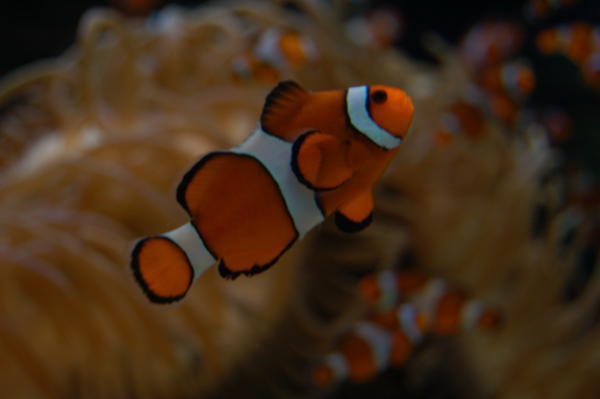 Finding Nemo...