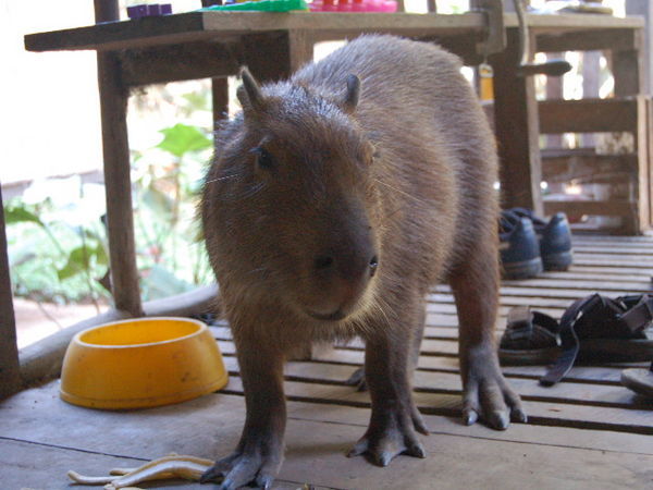 We met Ron (the Capybara) ...
