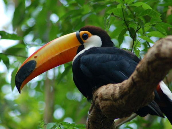 Close Encounters With a Tucan