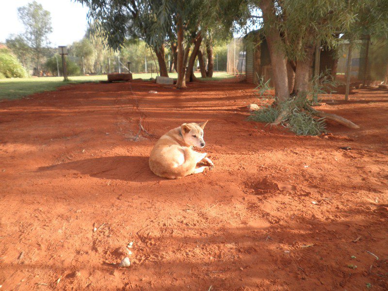 Dingo: outback cattle station