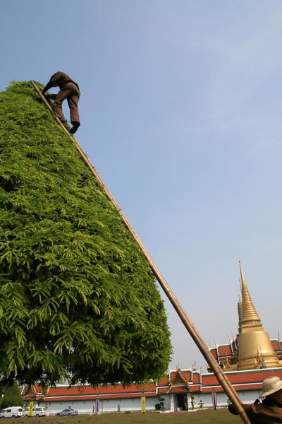trimming trees at palace