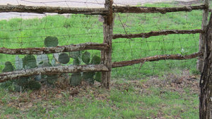 Old Fence and Cactus