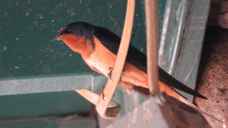 Never Mind Barn Swallow