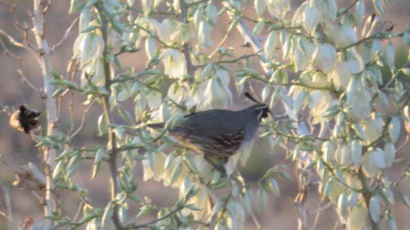 Also Coffee with me - Gambel's Quail