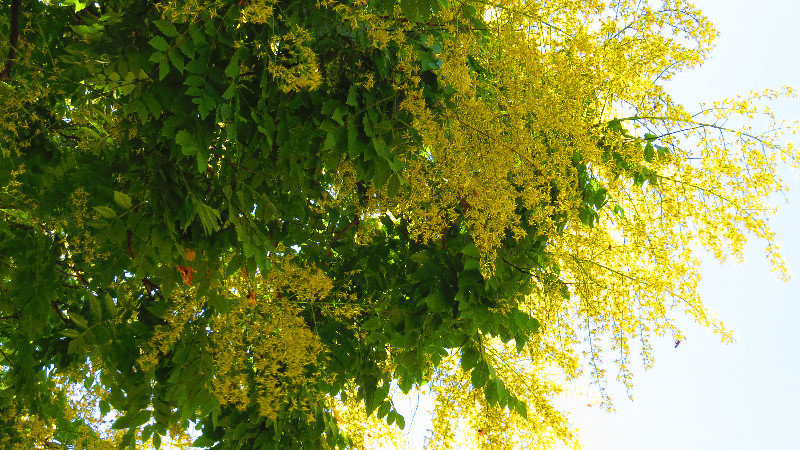 Golden Raintree