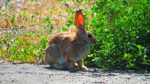 I Know You Guys Like the Rabbits -- Well Here is One that Lives Right on the Shore of the Great Salt Lake -- for that Reason He Got First Place in Pic Arrangement