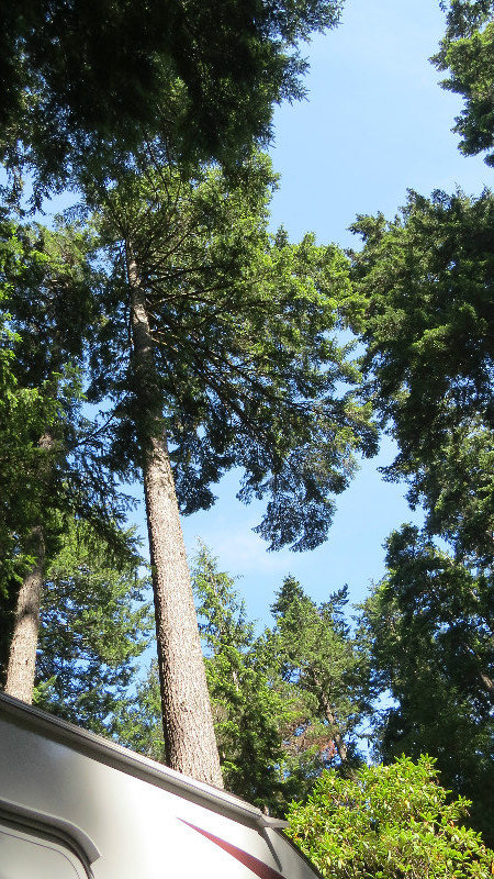 Very Tall Trees