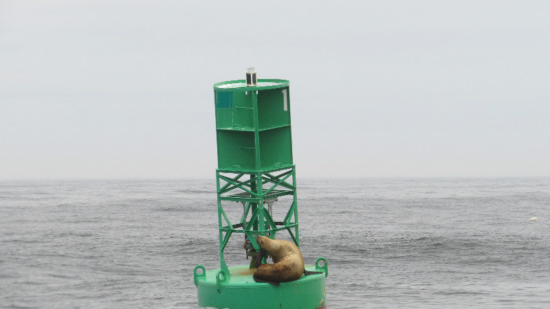 A Sea Lion Takes Advantage of a Way Off Shore Buoy