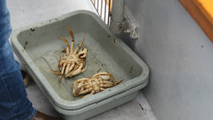 Two Dungeness Crabs from the Crab Cap. of the World