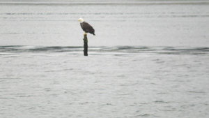 Sorry Blurry but from a Few Hundred Yards - Yes a Bald Eagle