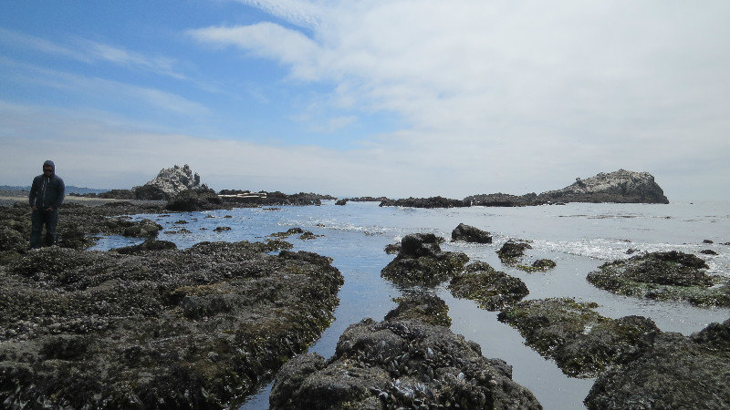 Tide Pools with Life
