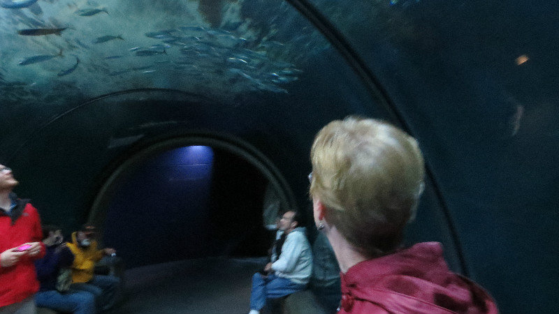 Many Tunnels with Different Fish