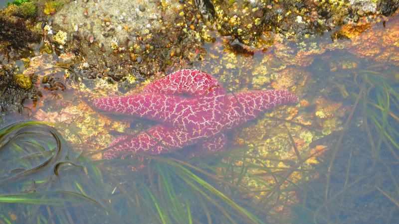 Star Fish in Tide Pool Near Lighthouse