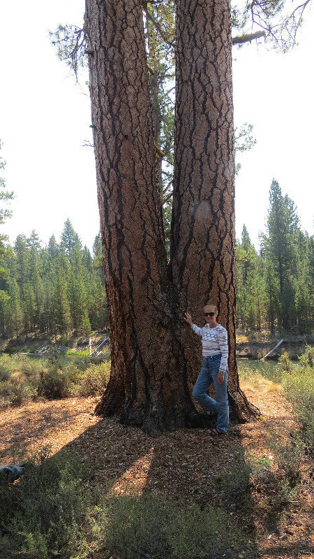 Marge With "Little" Ponderosa Pine at the River